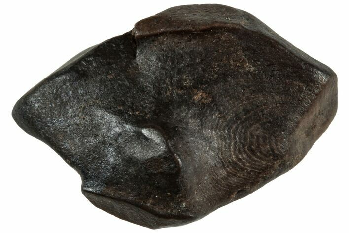 Fossil Dinosaur (Triceratops) Partial Tooth Root - Montana #312608